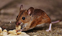24 Hour & Emergency Exterminators in Thornton, IA